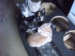 Cats Kittens
